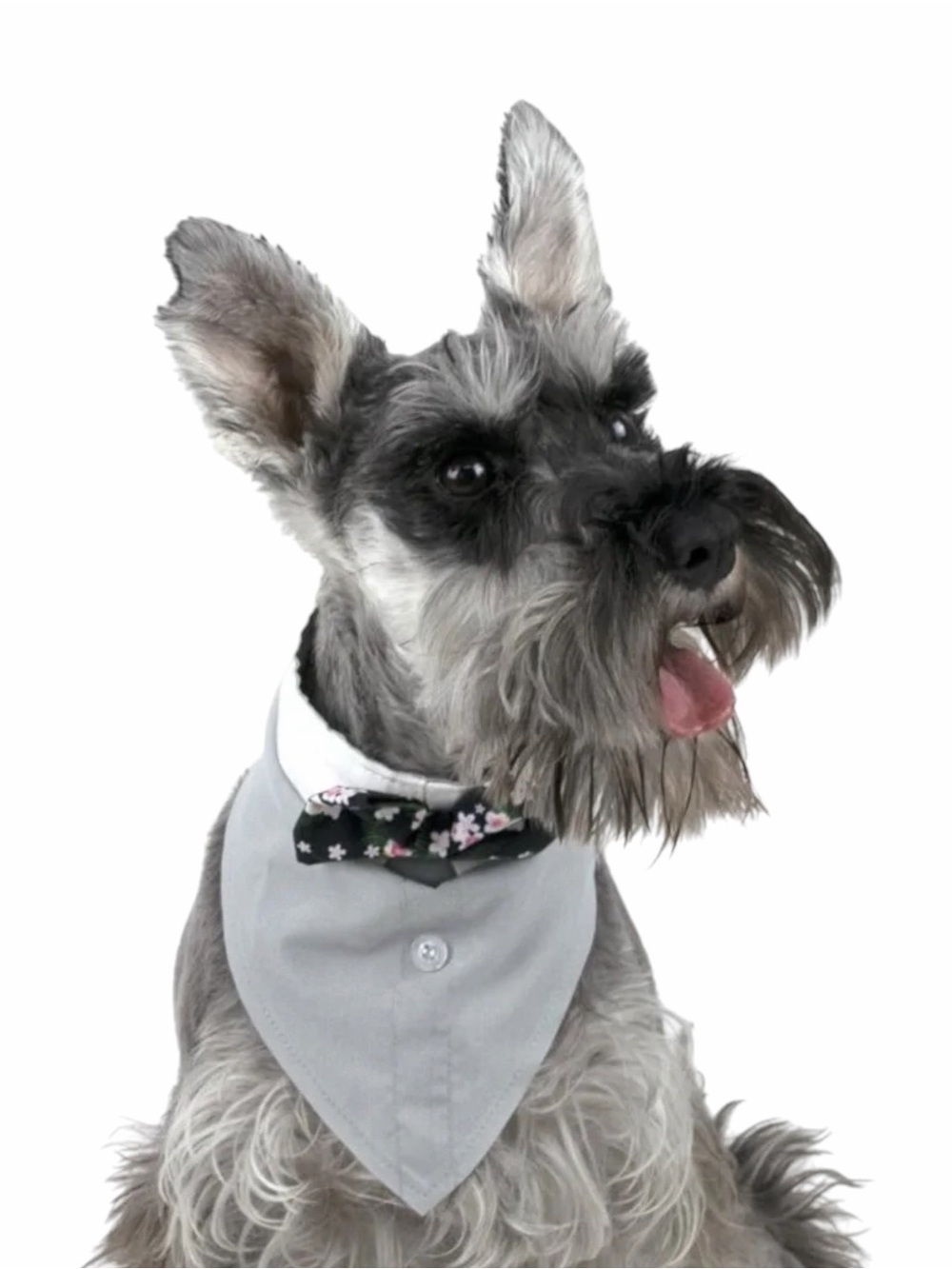 Vibrant Life Tuxedo Style Dog Bandana with Floral Bowtie